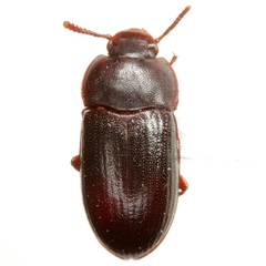 Alphitobius laevigatus