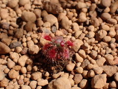 Drosera hyperostigma