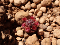 Drosera hyperostigma