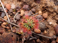 Drosera hyperostigma
