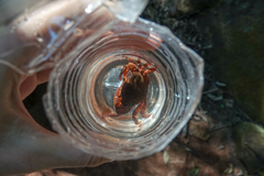 Sinopotamon chishuiense