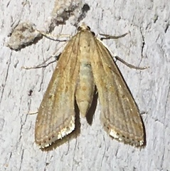 Parapoynx allionealis