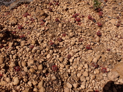 Drosera hyperostigma