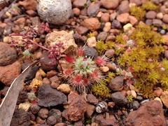 Drosera hyperostigma