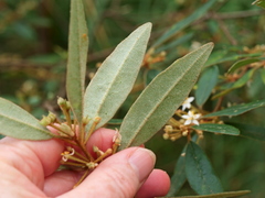 Asterolasia correifolia