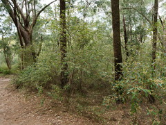 Asterolasia correifolia