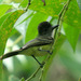 Apical Flycatcher - Photo (c) Dave Curtis, some rights reserved (CC BY-NC-ND)