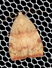 Detounda leptoplasta