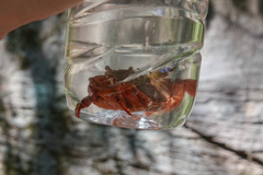 Sinopotamon chishuiense