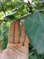 Crataegus holmesiana