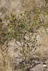 Deinandra mohavensis