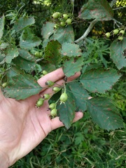 Crataegus holmesiana
