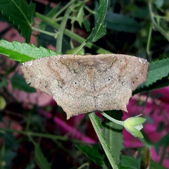 Paragonia procidaria