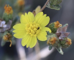 Deinandra mohavensis