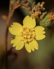 Deinandra mohavensis