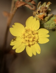 Deinandra mohavensis