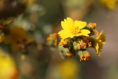 Deinandra mohavensis