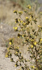 Deinandra mohavensis