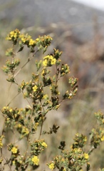Deinandra mohavensis
