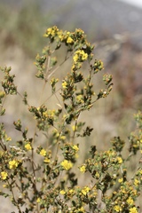 Deinandra mohavensis
