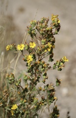Deinandra mohavensis
