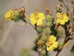 Deinandra mohavensis