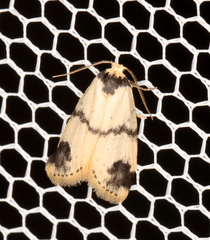 Thallarcha sparsana