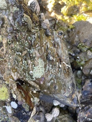 Bembicium