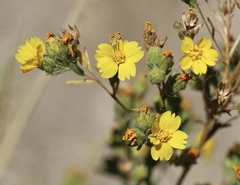 Deinandra mohavensis