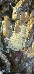 Bembicium