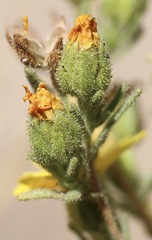 Deinandra mohavensis