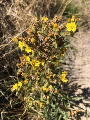 Deinandra mohavensis