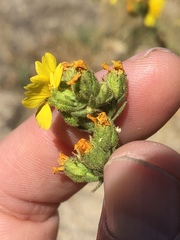 Deinandra mohavensis