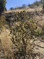 Deinandra mohavensis