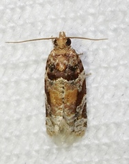 Argyrotaenia kimballi