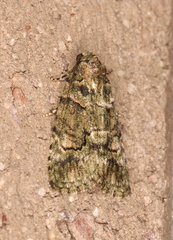 Pherechoa crypsichlora