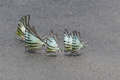 Protographium