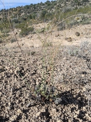 Eriogonum arizonicum