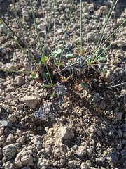 Eriogonum arizonicum