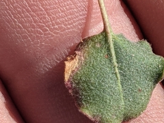 Eriogonum arizonicum