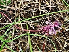 Ledebouria ovatifolia