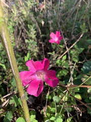 Callirhoe digitata