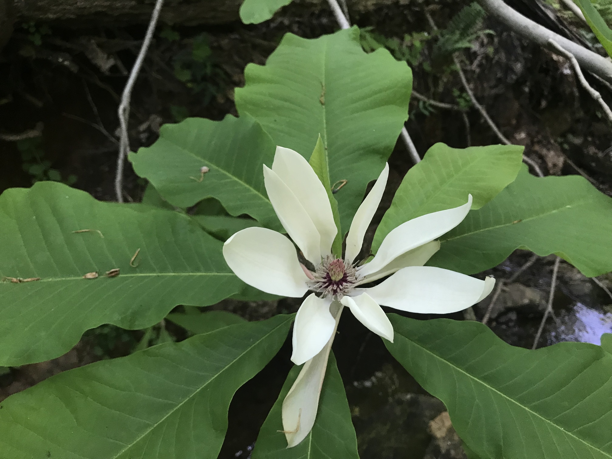 Magnolia tripetala