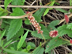 Acalypha peduncularis