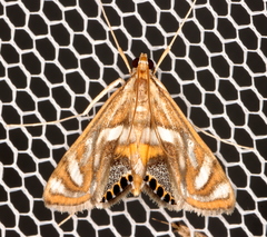 Margarosticha euprepialis