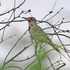 Colaptes