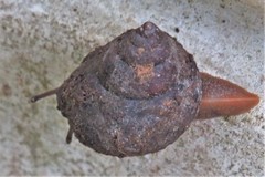 Gittenedouardia spadicea