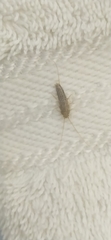 Ctenolepisma lineatum