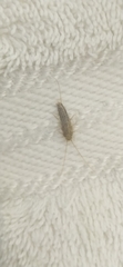 Ctenolepisma lineatum