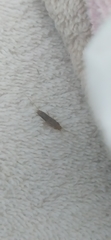 Ctenolepisma lineatum